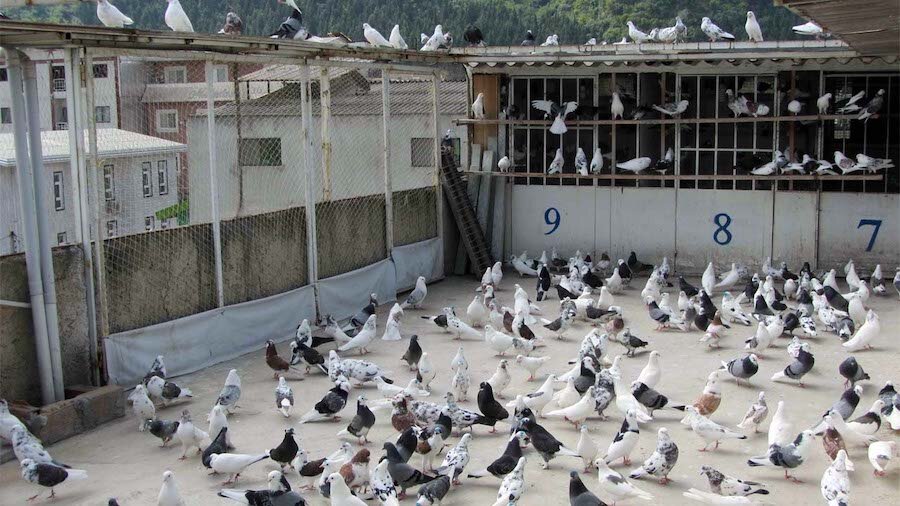 این افراد از کفترپرانی نان می خورند | کسب و کاری به نام کفترپرانی