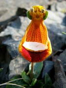 عکس | عجیبترین گیاهان دنیا ؛ ادابازی گل‌ها را ببینید!