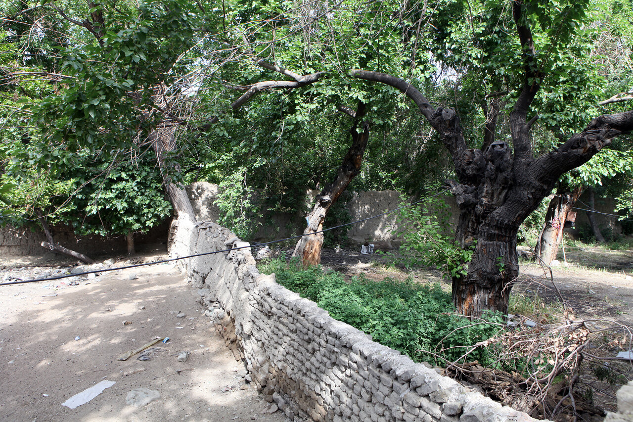 از کوچهباغ تا باغکاجی | طرشت هنوز به باغهایش معروف است