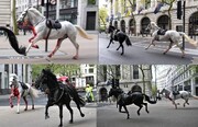 صحنه ای وهمناک در انگلیس؛ اسب های خونین در خیابان های لندن | تصاویر