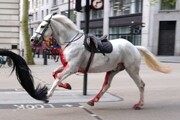 تصاویر عجیب از یورتمه اسب‌های زخمی در خیابان‌های لندن!