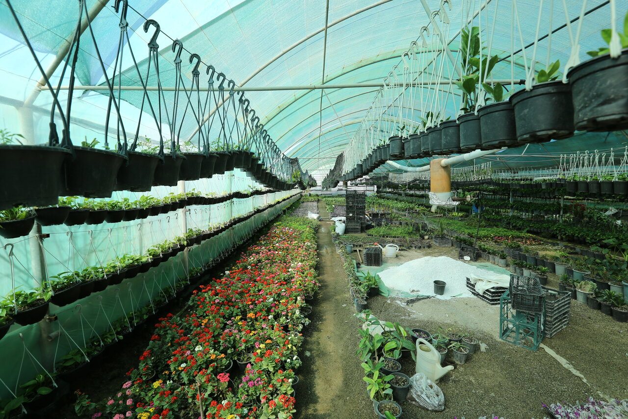 در حوالی پایتخت به دیدار گل ها بروید | گل همین پنچ روز و شش نباشد!