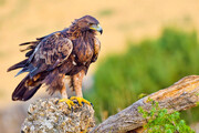 تصاویری از لحظه آزادسازی عقاب در ارتفاعات کوهستانی شاهو | ویدئو