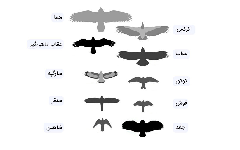 سلطان آسمان ایران در خطر انقراض است | گزارش همشهری از وضعیت عقاب طلایی ایران