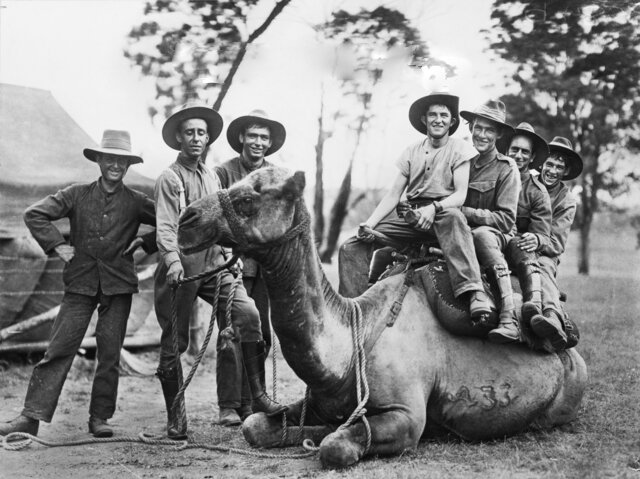 کدام حیوانات به برقراری قانون کمک میکنند؟