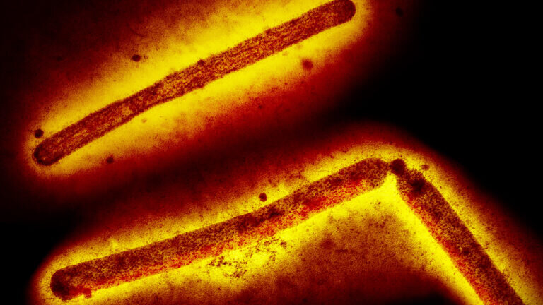 خطر آنفلوانزای پرندگان کم است اما هوشیار باشید