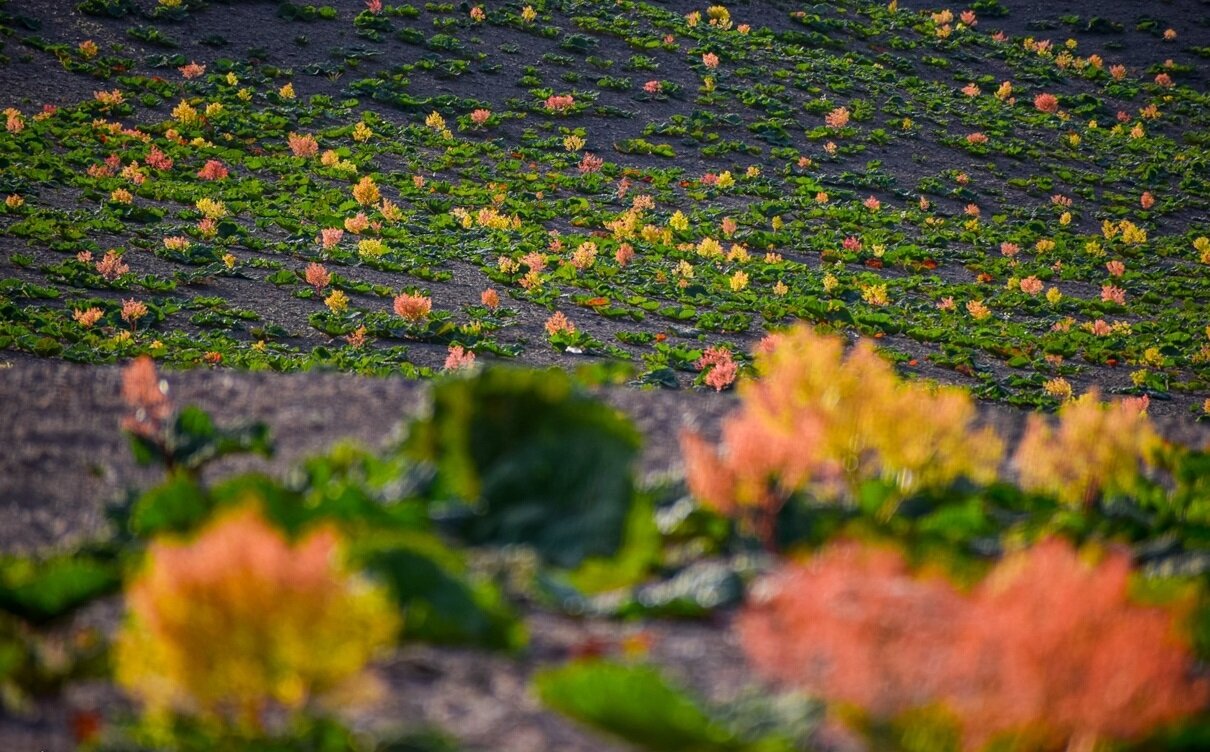 فصل گلدهی دشت های غربی پایتخت را از دست ندهید | تماشای ریواس های تالون تا شقایق های اخترآباد
