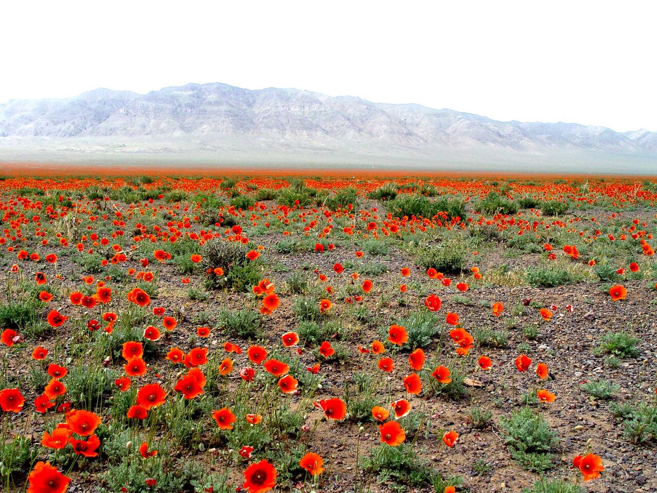 فصل گلدهی دشت های غربی پایتخت را از دست ندهید | تماشای ریواس های تالون تا شقایق های اخترآباد
