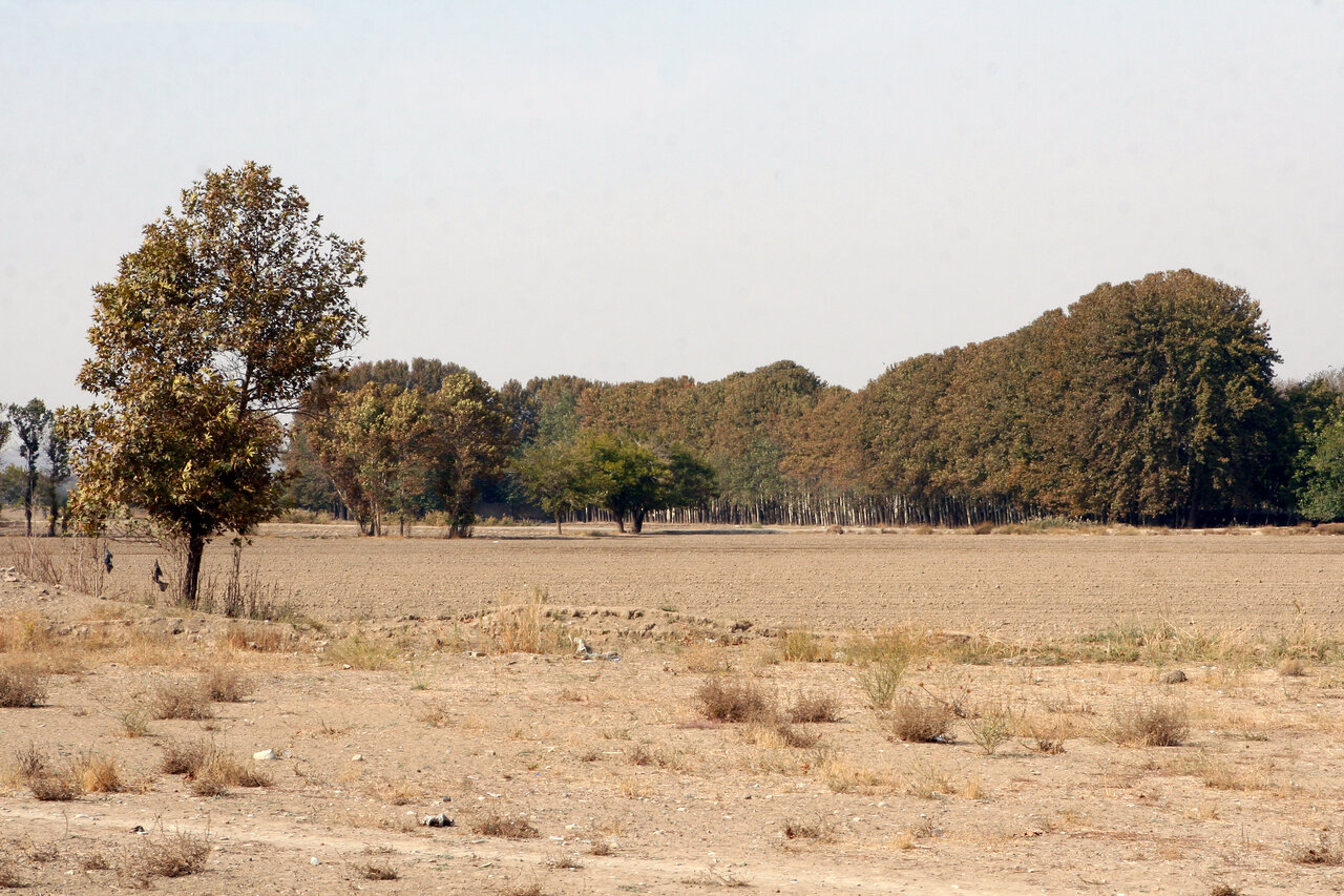 فصل گلدهی دشت های غربی پایتخت را از دست ندهید | تماشای ریواس های تالون تا شقایق های اخترآباد