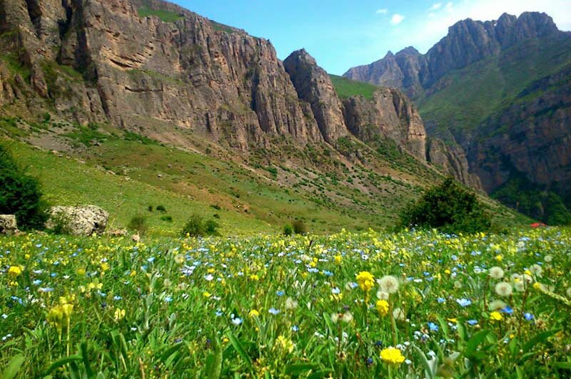 فصل گلدهی دشت های غربی پایتخت را از دست ندهید | تماشای ریواس های تالون تا شقایق های اخترآباد