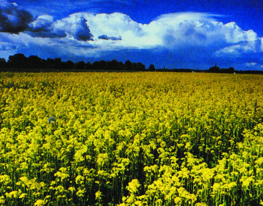 گشت و گذار در دشتهای اطرف تهران