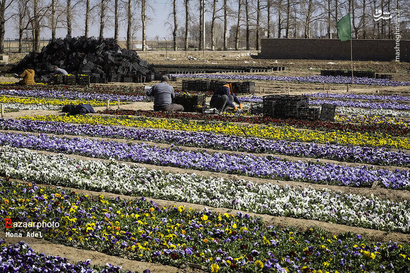 سفر به گلزارهای جنوب تهران