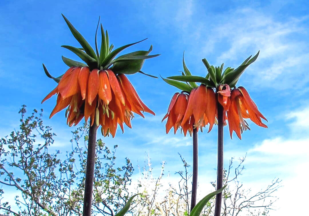 سیاحت روی فرش قرمز در بهشت ایران