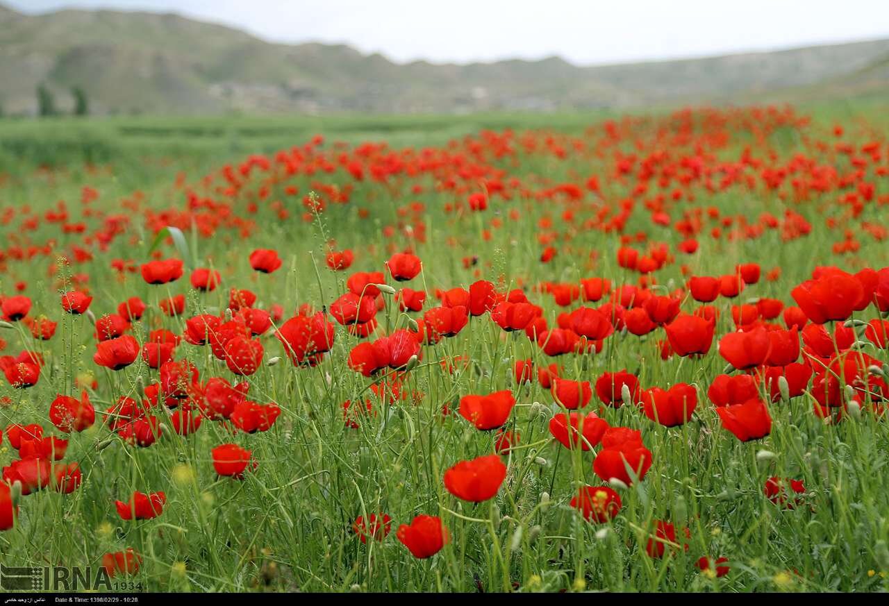 طبیعتگردی در دشتهای شمال تهران تجربه کنید