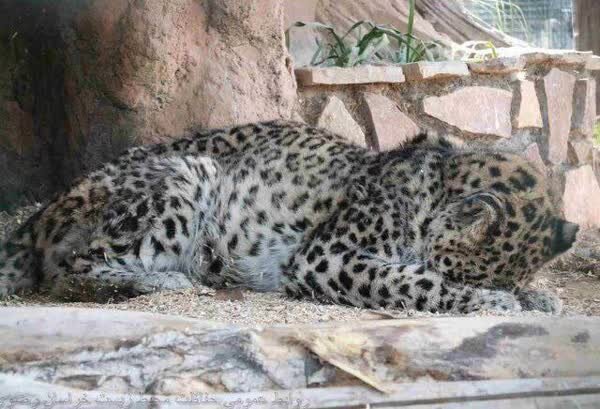 کارهای روزمره در باغ وحش مشهد شبیه داستانهای جنایی ترسناک است