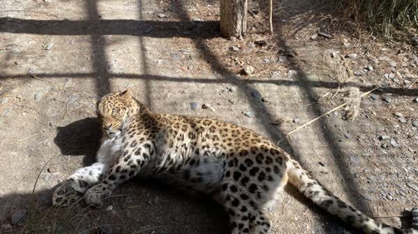 کارهای روزمره در باغ وحش مشهد شبیه داستانهای جنایی ترسناک است