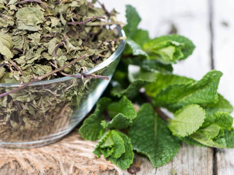 کاشت نعناع در بطری نوشابه ؛ روش ساده و کمهزینه برای داشتن نعناع تازه در خانه