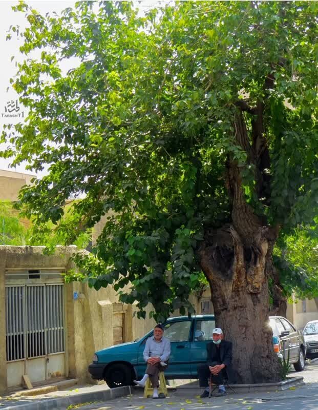 محله‌ها را به مردم بسپارید | قوانین نانوشته‌ای که تهران را دوست‌داشتنی می‌کرد