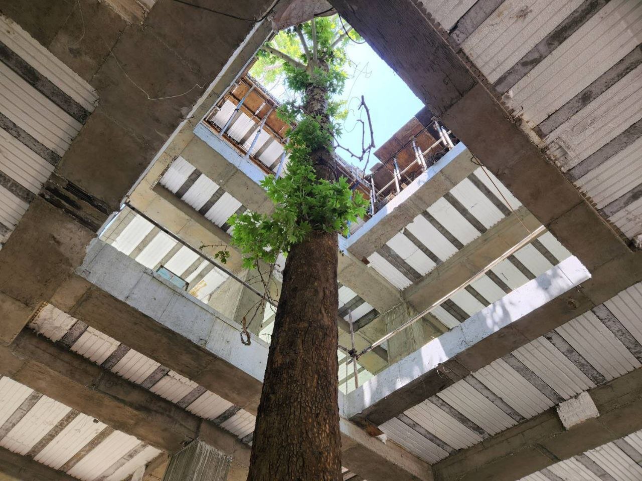 حفظ درخت چنار قدیمی در پروژه احداث سرای محله باغ فردوس | گوهر سبز در دل ساختمان ۵ طبقه زنده ماند