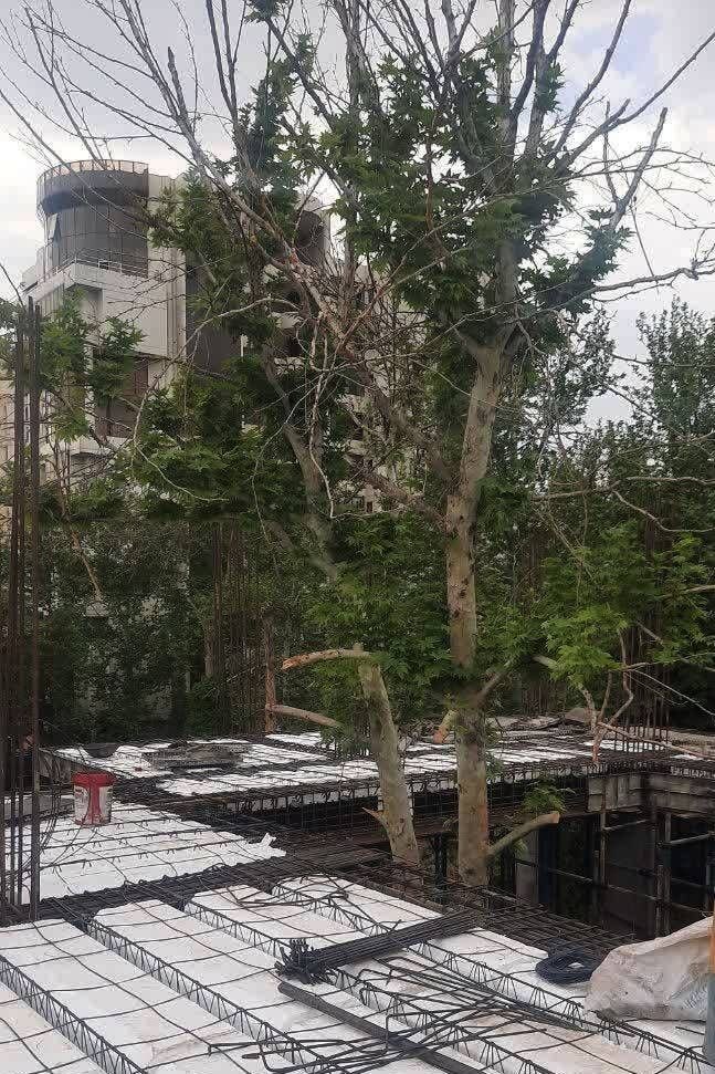 حفظ درخت چنار قدیمی در پروژه احداث سرای محله باغ فردوس | گوهر سبز در دل ساختمان ۵ طبقه زنده ماند