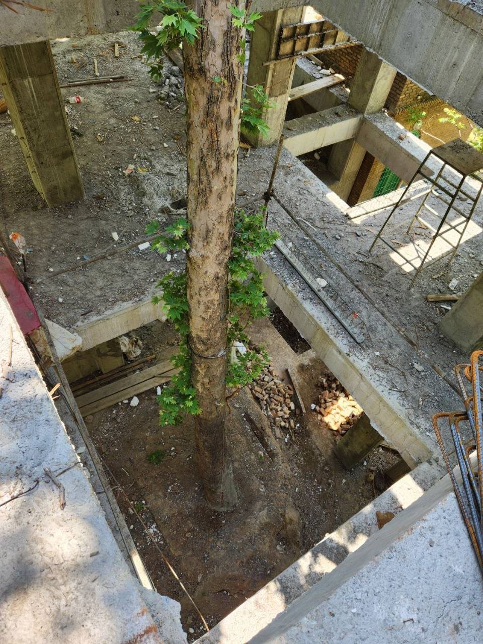 حفظ درخت چنار قدیمی در پروژه احداث سرای محله باغ فردوس | گوهر سبز در دل ساختمان ۵ طبقه زنده ماند