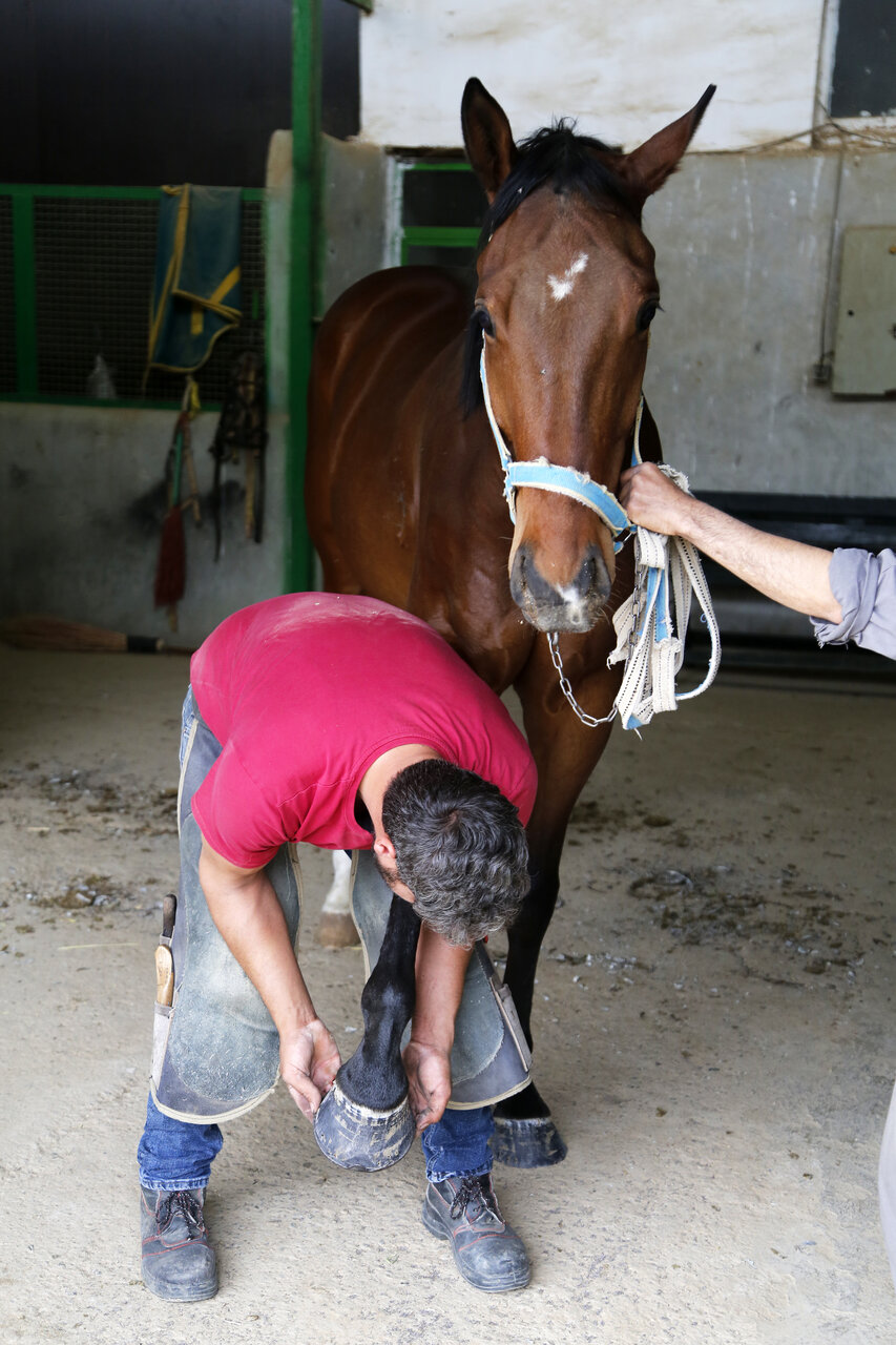 اینجا برای حیوانات پاپوش می دوزند | یکی به نعل و یکی به میخ