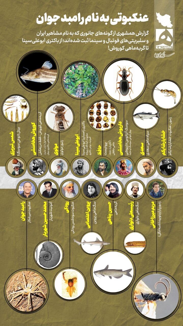 عنکبوتی به نام رامبد جوان ! | همه نامگذاری های عجیب جانوران