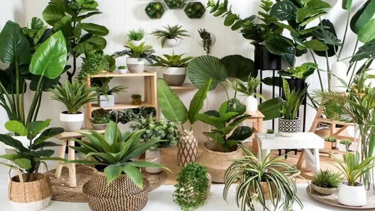 گیاهان مقاوم آپارتمانی