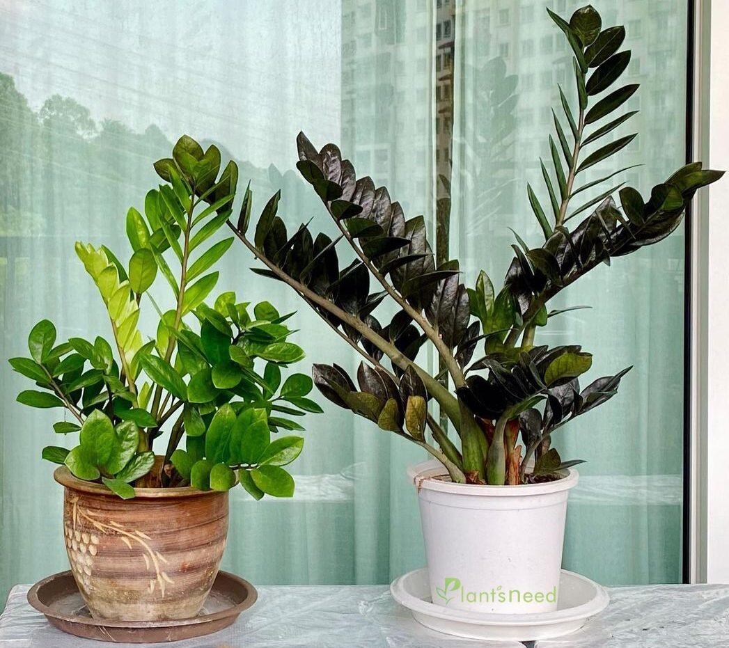 شرایط نگهداری گیاه زامیفولیا ، پوتوس ، گندمی ، سانسوریا و... | کدام گیاهان برای آپارتمان مقاوم هستند؟