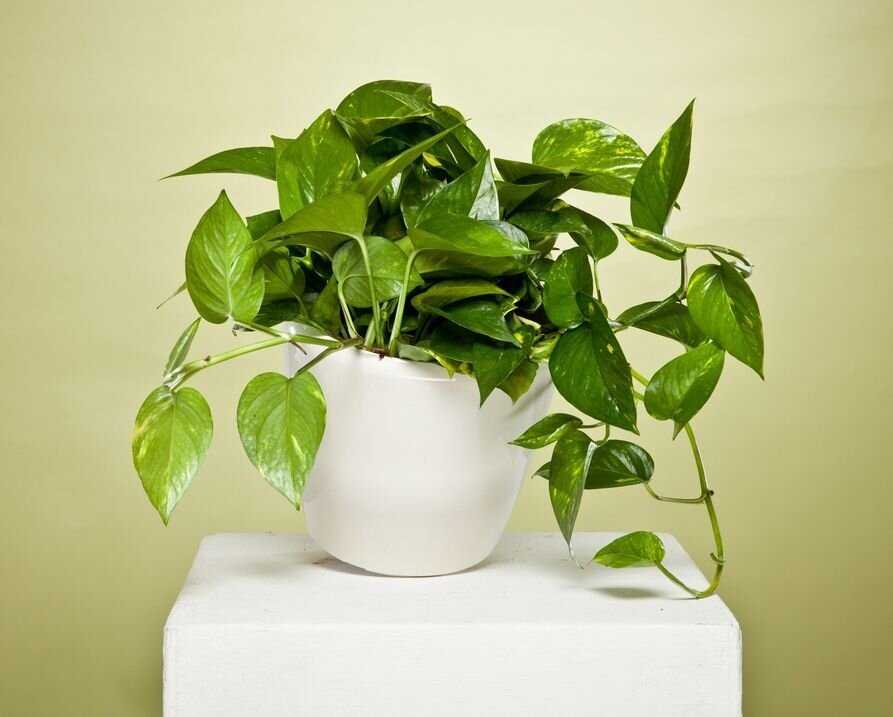 شرایط نگهداری گیاه زامیفولیا ، پوتوس ، گندمی ، سانسوریا و... | کدام گیاهان برای آپارتمان مقاوم هستند؟