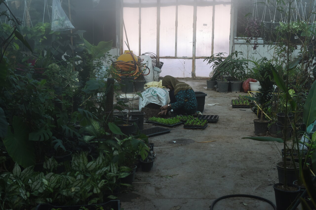 اینجا میوه های لاکچری تولید می کنند | از بلوبری تا پاپایا در فیلستان پیدا می شود