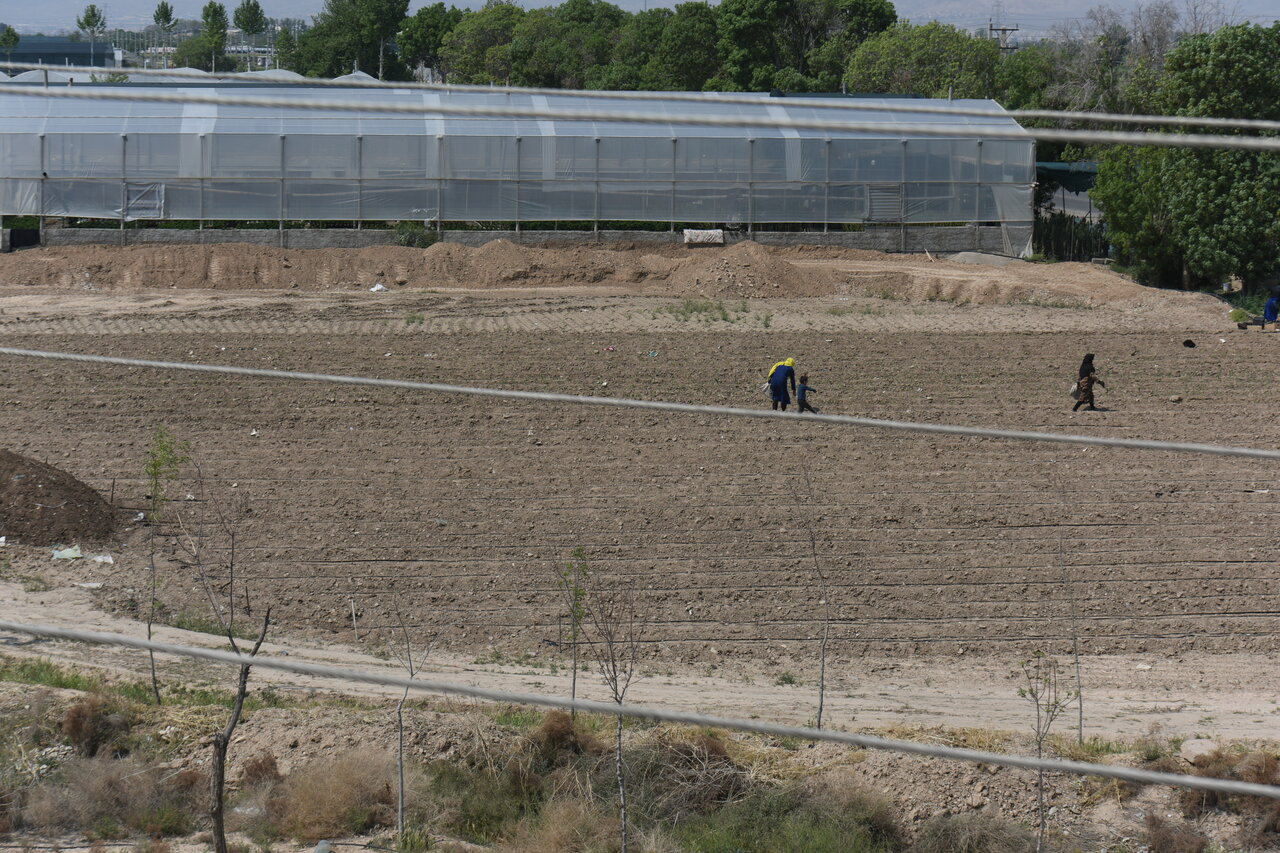 اینجا میوه های لاکچری تولید می کنند | از بلوبری تا پاپایا در فیلستان پیدا می شود