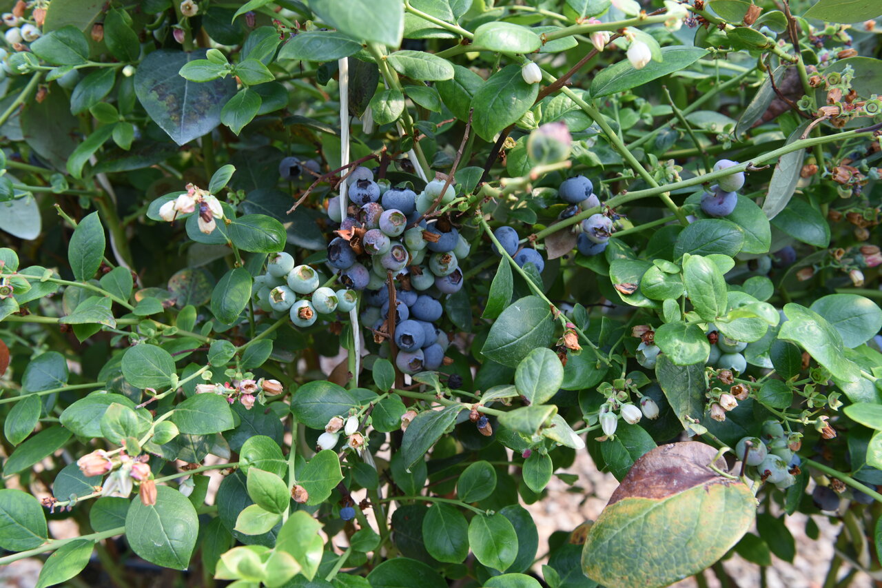 اینجا میوه های لاکچری تولید می کنند | از بلوبری تا پاپایا در فیلستان پیدا می شود