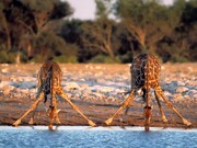 تصاویر دیدنی از نخستین تلاش بچه زرافه برای راه رفتن ! | ویدئو
