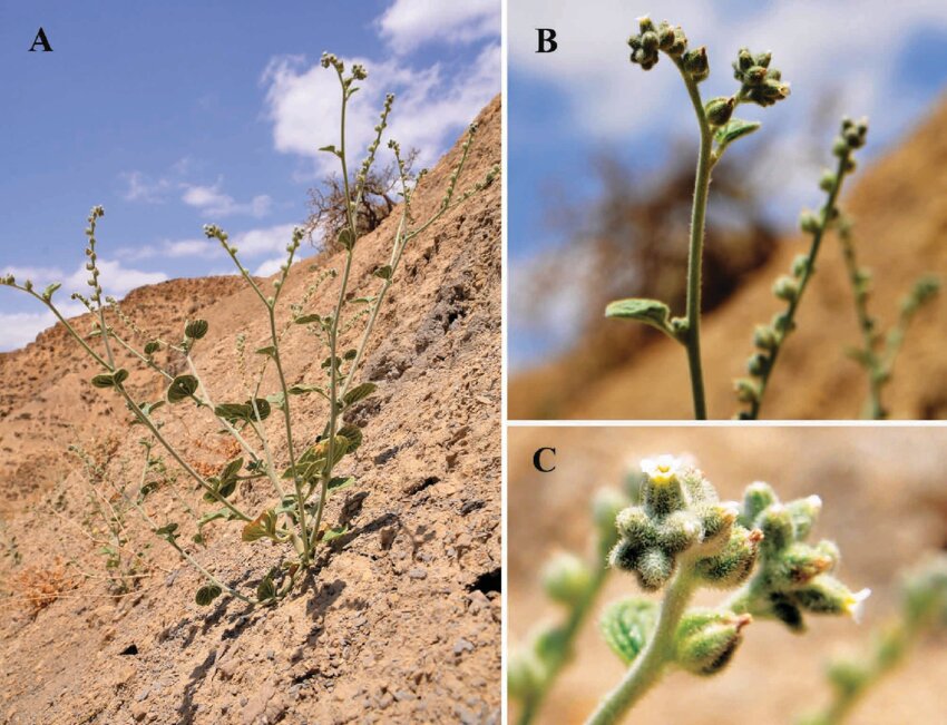 از سوسک داریوش هخامنشی تا سگ ماهی پروین اعتصامی