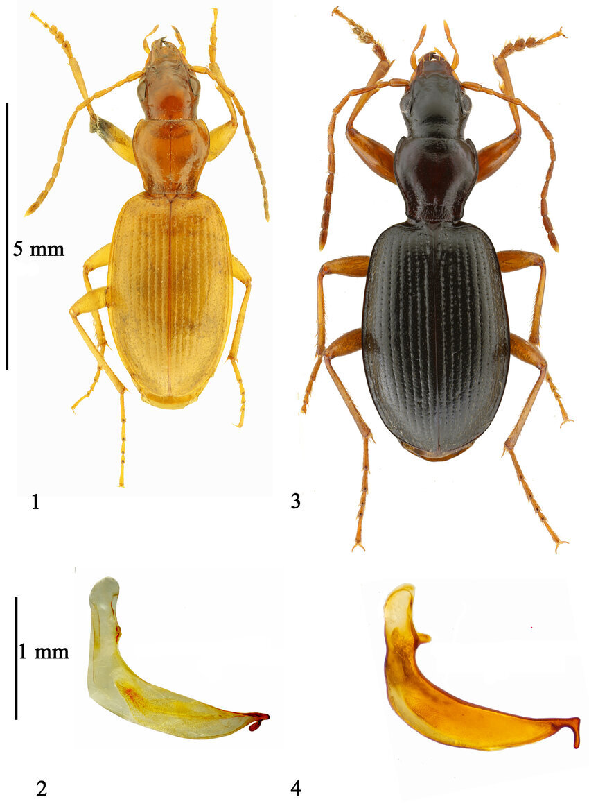 از سوسک داریوش هخامنشی تا سگ ماهی پروین اعتصامی