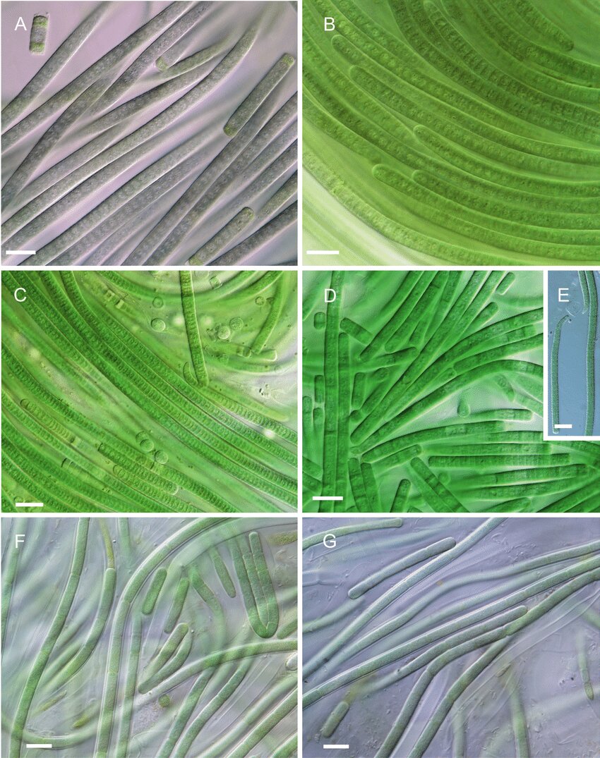 از سوسک داریوش هخامنشی تا سگ ماهی پروین اعتصامی