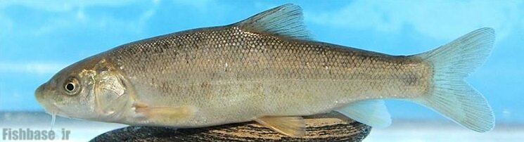 از سوسک داریوش هخامنشی تا سگ ماهی پروین اعتصامی