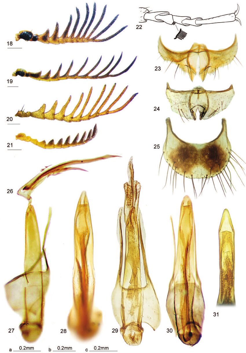 از سوسک داریوش هخامنشی تا سگ ماهی پروین اعتصامی