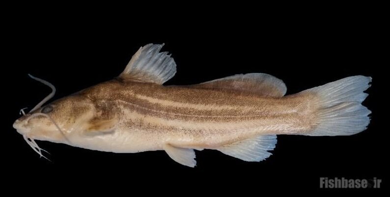 از سوسک داریوش هخامنشی تا سگ ماهی پروین اعتصامی