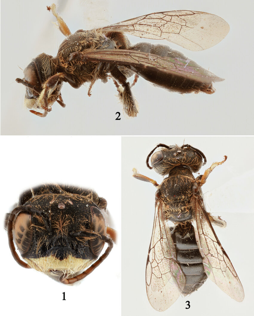 از سوسک داریوش هخامنشی تا سگ ماهی پروین اعتصامی