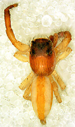 از سوسک داریوش هخامنشی تا سگ ماهی پروین اعتصامی