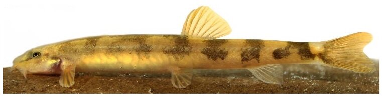 از سوسک داریوش هخامنشی تا سگ ماهی پروین اعتصامی