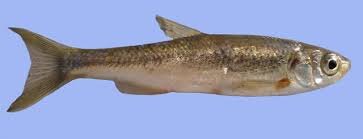 از سوسک داریوش هخامنشی تا سگ ماهی پروین اعتصامی