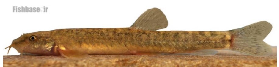 از سوسک داریوش هخامنشی تا سگ ماهی پروین اعتصامی