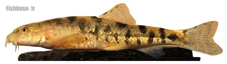 از سوسک داریوش هخامنشی تا سگ ماهی پروین اعتصامی