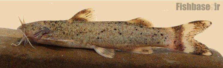 از سوسک داریوش هخامنشی تا سگ ماهی پروین اعتصامی