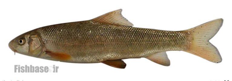 از سوسک داریوش هخامنشی تا سگ ماهی پروین اعتصامی