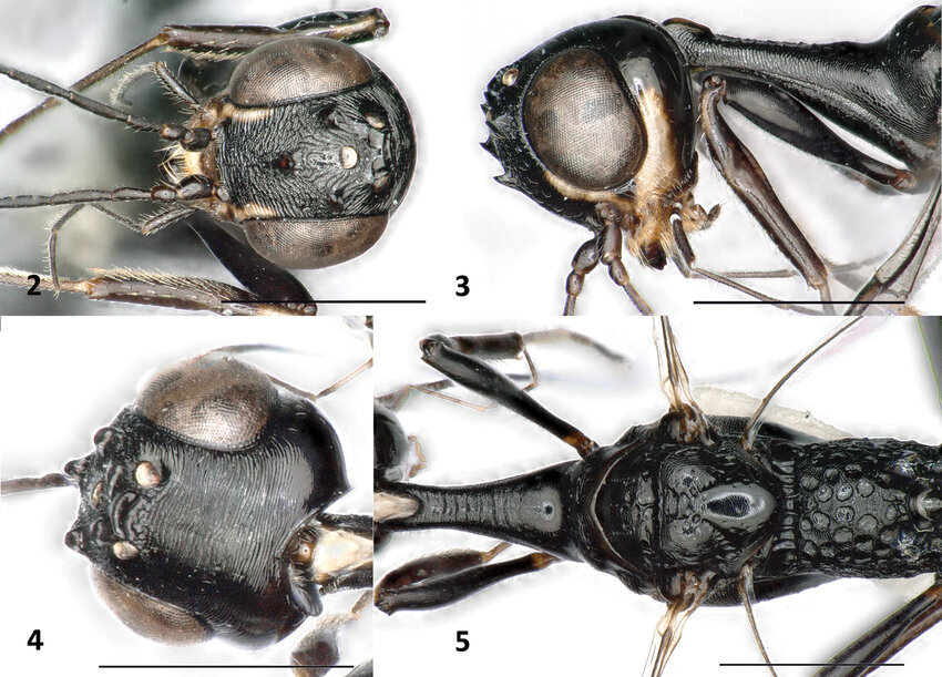 از سوسک داریوش هخامنشی تا سگ ماهی پروین اعتصامی