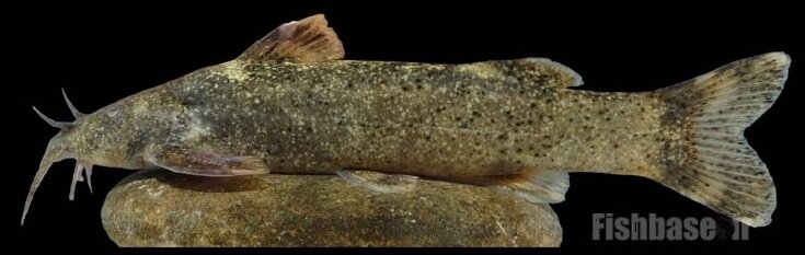 از سوسک داریوش هخامنشی تا سگ ماهی پروین اعتصامی